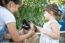 KARMA, Hund, Mischlingshund in Rumänien - Bild 18