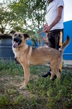 KARMA, Hund, Mischlingshund in Rumänien - Bild 19