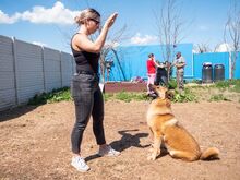 KARMA, Hund, Mischlingshund in Rumänien - Bild 2