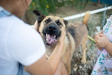 KARMA, Hund, Mischlingshund in Rumänien - Bild 20