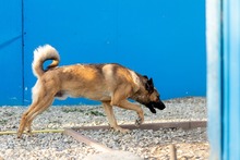 KARMA, Hund, Mischlingshund in Rumänien - Bild 21