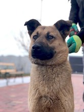 KARMA, Hund, Mischlingshund in Rumänien - Bild 22