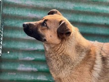 KARMA, Hund, Mischlingshund in Rumänien - Bild 25