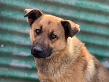 KARMA, Hund, Mischlingshund in Rumänien - Bild 26