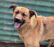 KARMA, Hund, Mischlingshund in Rumänien - Bild 27