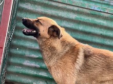 KARMA, Hund, Mischlingshund in Rumänien - Bild 28
