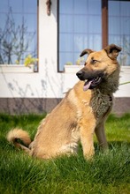 KARMA, Hund, Mischlingshund in Rumänien - Bild 29