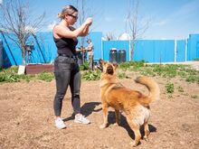 KARMA, Hund, Mischlingshund in Rumänien - Bild 3