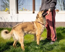KARMA, Hund, Mischlingshund in Rumänien - Bild 31