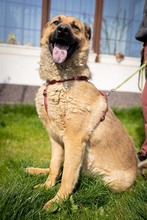 KARMA, Hund, Mischlingshund in Rumänien - Bild 32