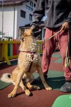 KARMA, Hund, Mischlingshund in Rumänien - Bild 33