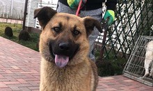 KARMA, Hund, Mischlingshund in Rumänien - Bild 34