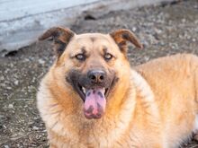 KARMA, Hund, Mischlingshund in Rumänien - Bild 4