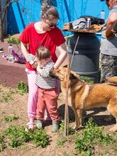 KARMA, Hund, Mischlingshund in Rumänien - Bild 7
