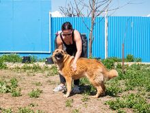 KARMA, Hund, Mischlingshund in Rumänien - Bild 9