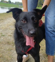 JET, Hund, Mischlingshund in Kroatien - Bild 1
