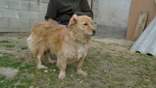 CHENNA, Hund, Mischlingshund in Ungarn - Bild 3