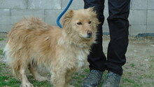 CHENNA, Hund, Mischlingshund in Ungarn - Bild 4