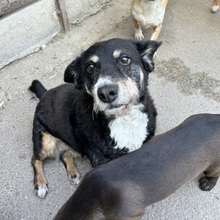 IMOL, Hund, Mischlingshund in Ungarn - Bild 4