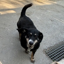IMOL, Hund, Mischlingshund in Ungarn - Bild 6