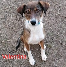 VALENTINA, Hund, Mischlingshund in Bulgarien - Bild 1