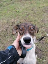 VALENTINA, Hund, Mischlingshund in Bulgarien - Bild 2