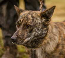ZAFIR, Hund, Mischlingshund in Ungarn - Bild 1