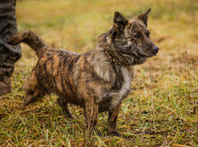 ZAFIR, Hund, Mischlingshund in Ungarn - Bild 3