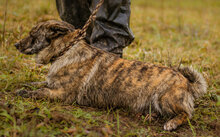 ZAFIR, Hund, Mischlingshund in Ungarn - Bild 5