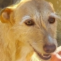 LAIKA, Hund, Podenco in Spanien - Bild 1