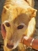 LAIKA, Hund, Podenco in Spanien - Bild 2