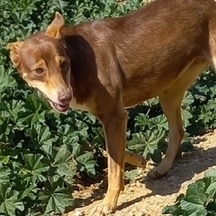 ESTRELLA, Hund, Mischlingshund in Spanien - Bild 1