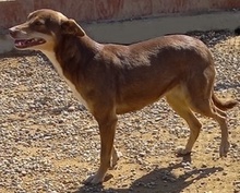 ESTRELLA, Hund, Mischlingshund in Spanien - Bild 2