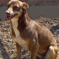 ESTRELLA, Hund, Mischlingshund in Spanien - Bild 3