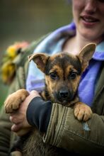 HAZEL, Hund, Mischlingshund in Ungarn - Bild 1