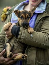 HAZEL, Hund, Mischlingshund in Ungarn - Bild 2