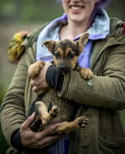HAZEL, Hund, Mischlingshund in Ungarn - Bild 3