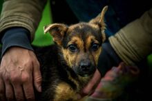 HAZEL, Hund, Mischlingshund in Ungarn - Bild 4