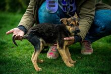 HAZEL, Hund, Mischlingshund in Ungarn - Bild 5