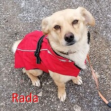 RADA, Hund, Mischlingshund in Bulgarien - Bild 1