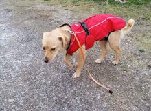 RADA, Hund, Mischlingshund in Bulgarien - Bild 6