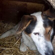 PEPPE, Hund, Mischlingshund in Rumänien - Bild 3