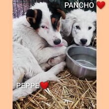 PEPPE, Hund, Mischlingshund in Rumänien - Bild 5