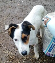 PEPPE, Hund, Mischlingshund in Rumänien - Bild 6