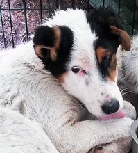 PEPPE, Hund, Mischlingshund in Rumänien - Bild 7