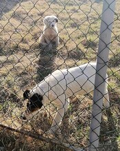 PEPPE, Hund, Mischlingshund in Rumänien - Bild 8