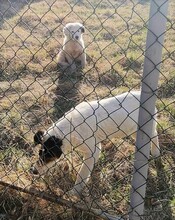 PANCHO, Hund, Mischlingshund in Rumänien - Bild 10