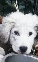 PANCHO, Hund, Mischlingshund in Rumänien - Bild 11