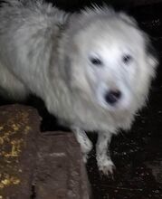 PANCHO, Hund, Mischlingshund in Rumänien - Bild 12
