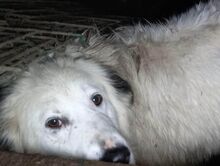 PANCHO, Hund, Mischlingshund in Rumänien - Bild 2